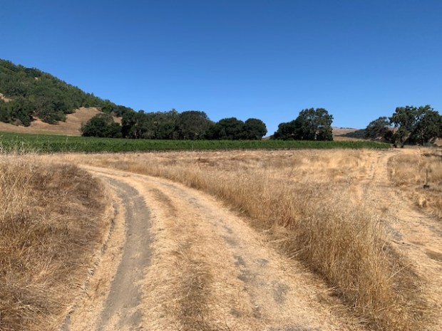 Kendric Vineyards is known for its Marin County varietals. (Photo by Jeff Burkhart)